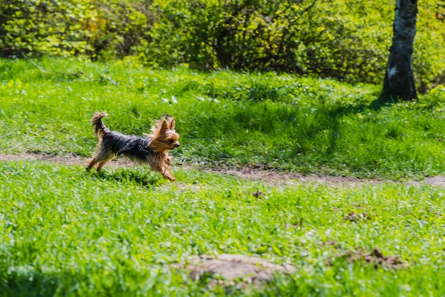 Cute Dog Running in the Park – Free Stock Photo for Download