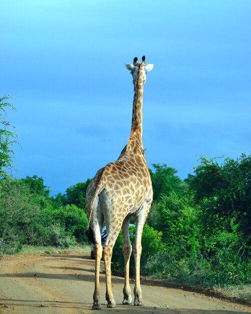 Giraffe on a Dirt Road Under the Sky – Free Stock Photo, Download Free