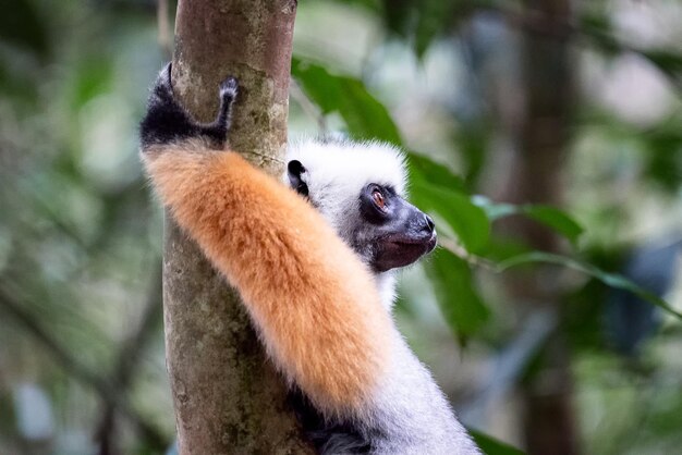 Lemur in Its Natural Habitat – Free Download