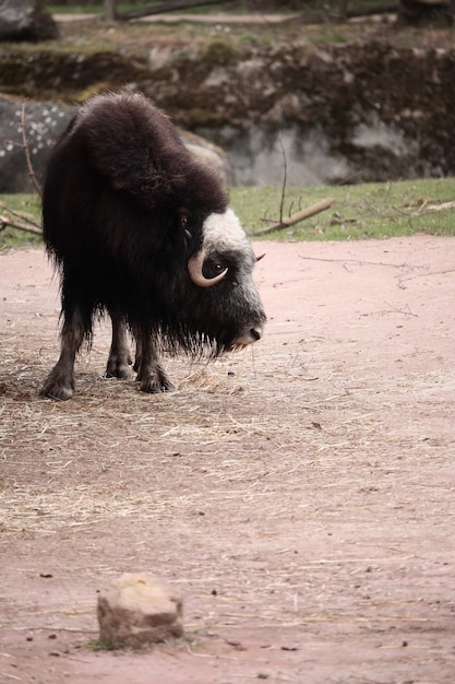 Bison Looking Around – Free Download Free Stock Photo