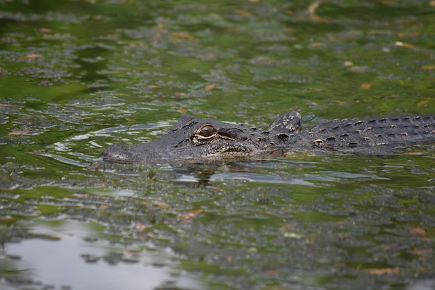 Alligator Moving Through a Shallow Marsh in Southern Louisiana – Free Download