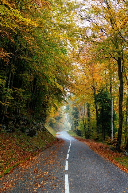 Beautiful Scenery of a Road Surrounded by Colorful Autumn Trees – Free to Download