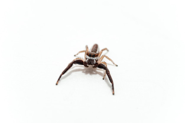 Isolated Single Spider – Free Stock Photo, Download for Free