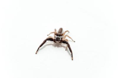 Isolated Single Spider – Free Stock Photo, Download for Free