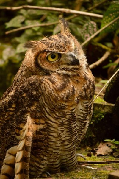 Close-Up Portrait of Owl – Free Download