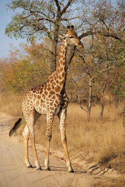 Giraffe Standing in a Tree – Free Download, Free Stock Photo