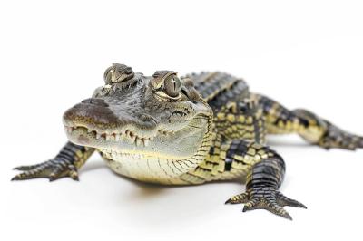 A Crocodile with a Starfish on Its Head – Free Stock Photo for Download