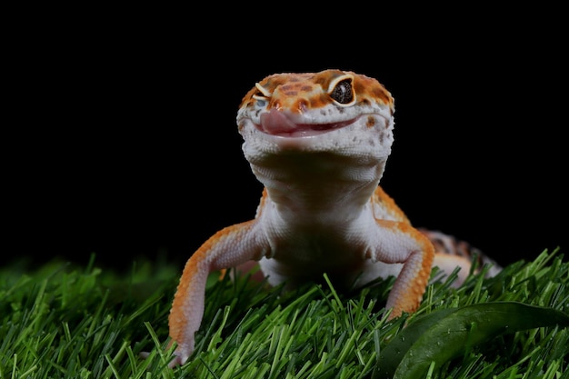 Closeup of a Leopard Gecko Face on a Black Background – Free Download