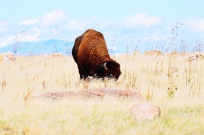 Bison on Grass Against Sky â Free Stock Photo for Download