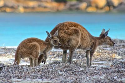 Kangaroo Against the Sea – Free Stock Photo, Download for Free