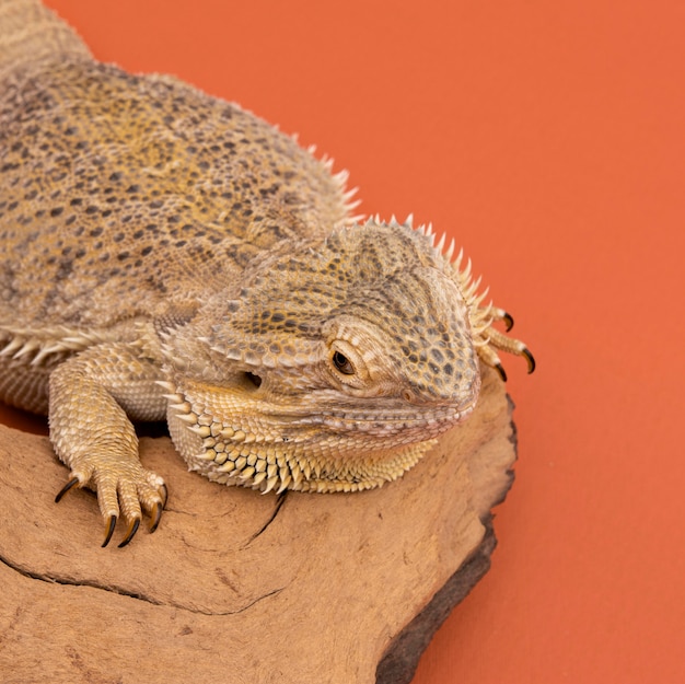 High Angle View of Iguana Relaxing on Wood – Free Download