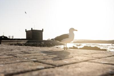 Seagull Birds at a Fort Castle Tower in Essaouira – Free Stock Photo Download