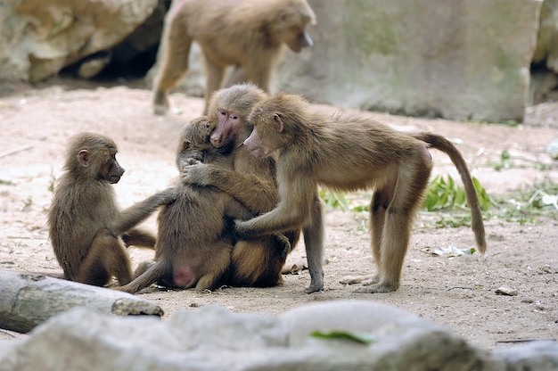 Adorable Monkey Family Hugging Each Other – Free Stock Photo Download