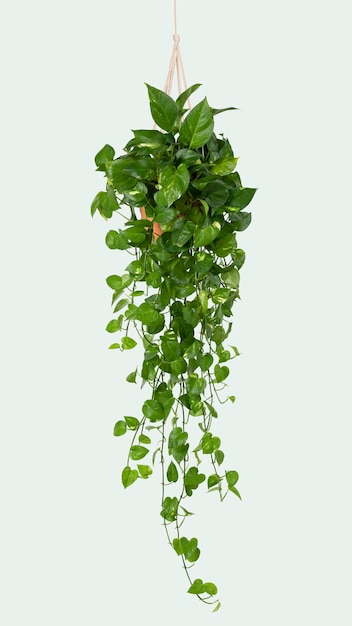 Marble Pothos Indoor Hanging Plant – Free Stock Photo, Download for Free