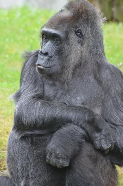 Close-Up of Gorilla Looking Away – Free Stock Photo, Download for Free