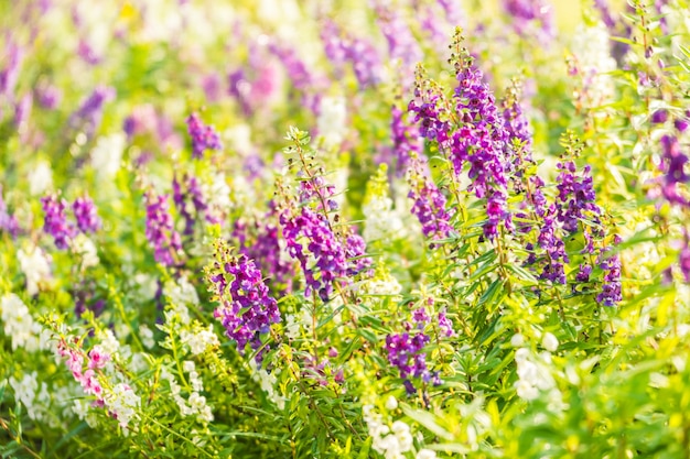 Lavender Flower Garden – Free Download, Free Stock Photo