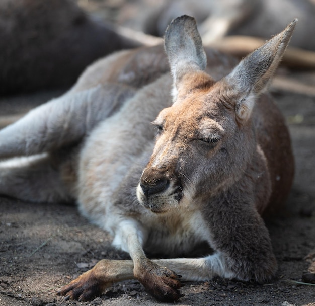 Kangaroo Resting Peacefully on the Ground – Free Stock Photo, Download Free