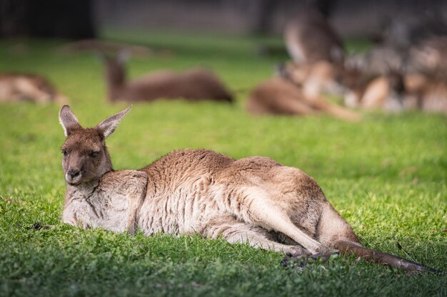 Lion Resting on a Field – Free Stock Photo for Download