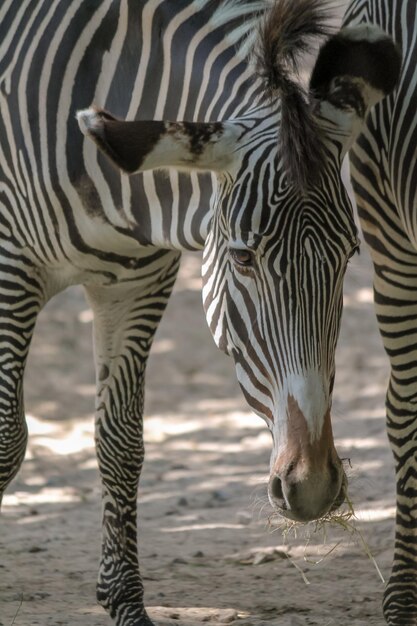 Stunning View of Zebras Drinking Water – Free Stock Photo for Download