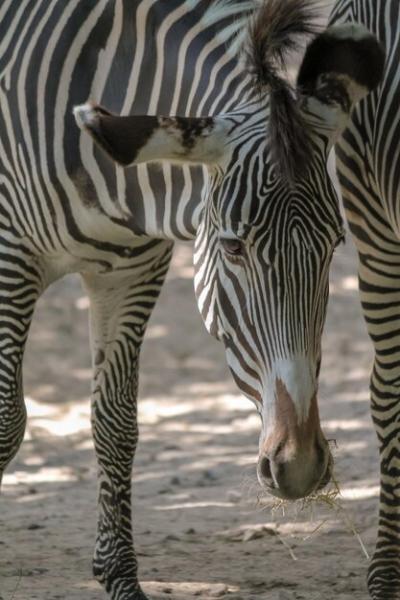 Stunning View of Zebras Drinking Water – Free Stock Photo for Download