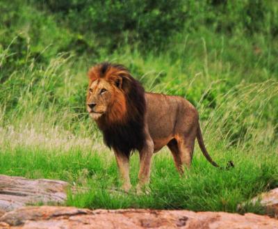 Lion Standing on Grassy Field – Free Stock Photo Download