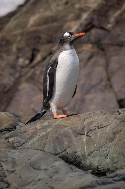 Gentoo Penguin on Sunlit Rock – Free Stock Photo, Download for Free