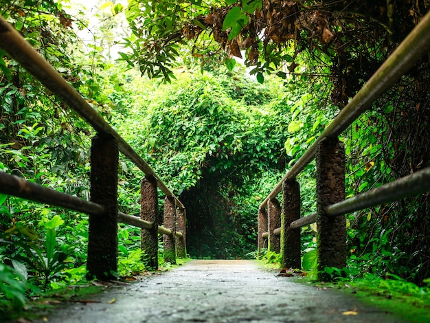 Beautiful Greenery Trail and Pathway – Free Download, Free Stock Photo