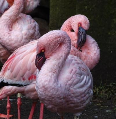 Close-up of Duck – Free Stock Photo for Download