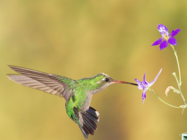 Close-Up of a Bird Flying Over Yellow Flowers – Free Download