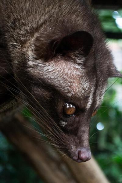 A Brown and Black Mongoose Gazing Curiously – Free Stock Photo Download