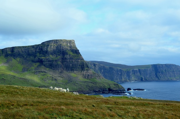 Grazing Sheep in the Scottish Highlands at Neist Point – Free Download