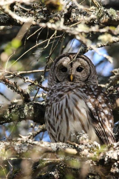 Close-up of Owl Perching on Branch – Free Download