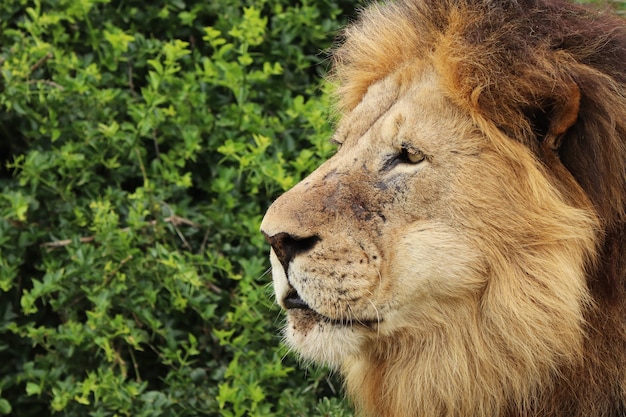 Furry Lion Walking in National Park During Daytime – Free Download