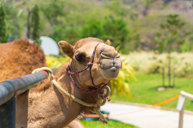 Camel Images for Your Projects – Free Download