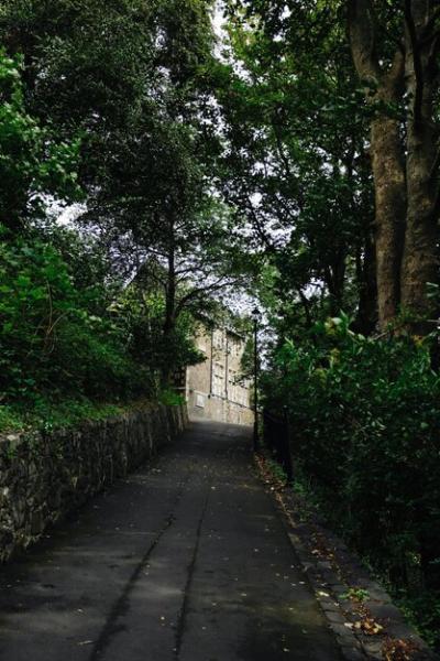 Gray Concrete Pathway Surrounded by Lush Green Trees – Free Download