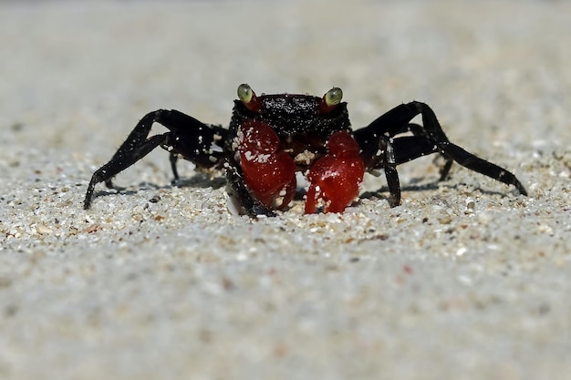 Close-up of a Hermit Crab Walking on White Sand – Free Download