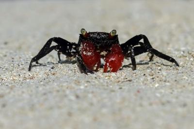 Close-up of a Hermit Crab Walking on White Sand – Free Download