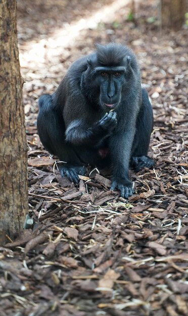 Gorilla Portrait Sitting on Land – Free Stock Photo, Download for Free