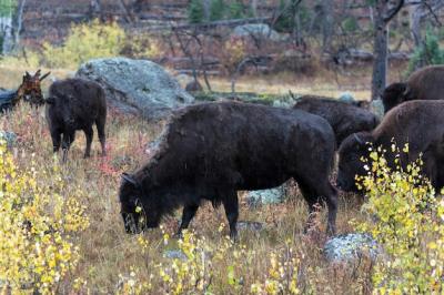 American Bison (Bison bison) – Free Stock Photo for Download