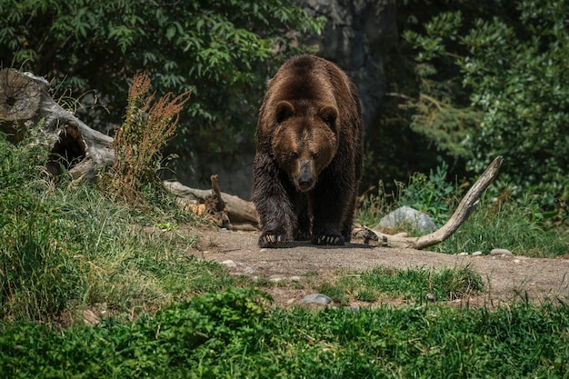 Brown Bear in the Forest – Free Stock Photo for Download