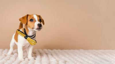 Cute Beagle in a Yellow Bow – Free Stock Photo Download