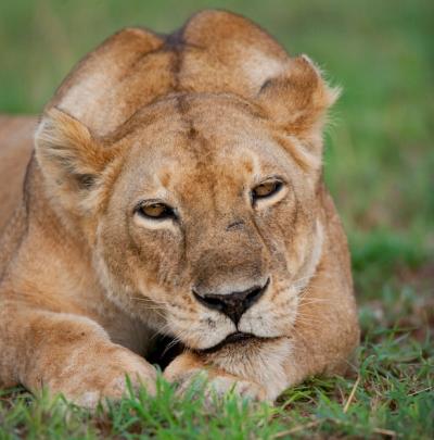 Stunning Portrait of a Lioness Relaxing on Grass – Free Download