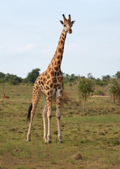 Baringo Giraffe in Murchison Falls National Park, Uganda – Free Stock Photo Download