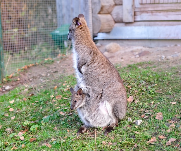 Kangaroo and Baby in a Park – Vertical Photography | Free Download