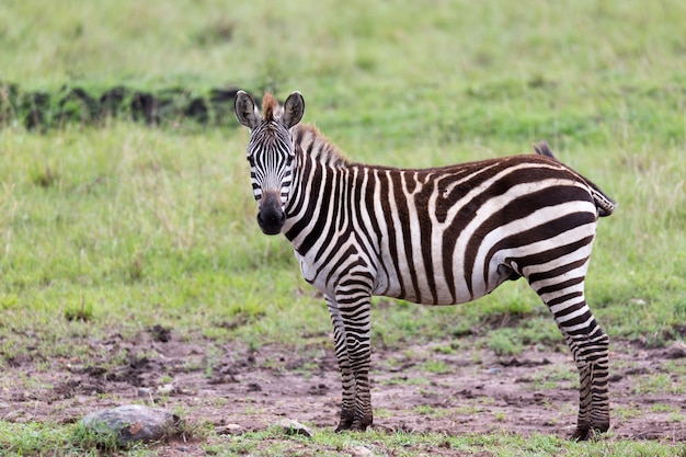 The Zebra Family Grazing in the Savanna with Other Animals – Free Download