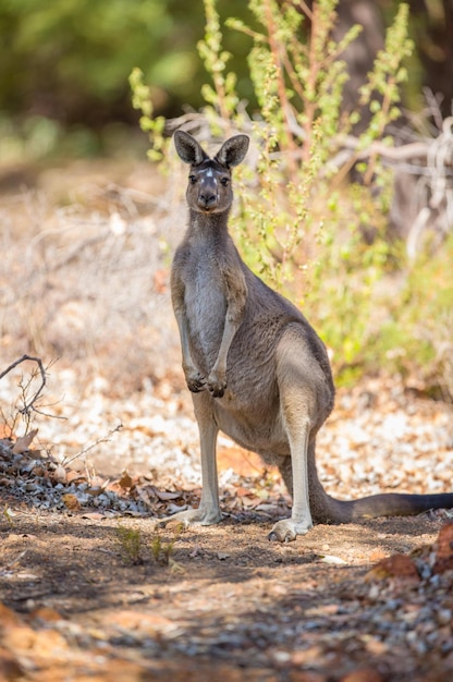 Adorable 4K Image of a Cute Kangaroo Amidst the Wild Forest – Free Download