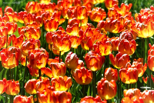 Stunning Closeup of Yellow and Red Flowers at Daytime – Free to Download