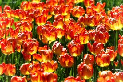 Stunning Closeup of Yellow and Red Flowers at Daytime – Free to Download