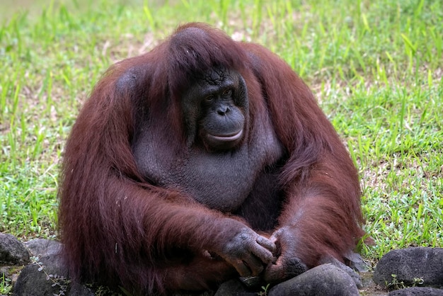 Orangutan Sitting Near a Pond – Free Stock Photo for Download