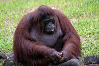 Orangutan Sitting Near a Pond – Free Stock Photo for Download